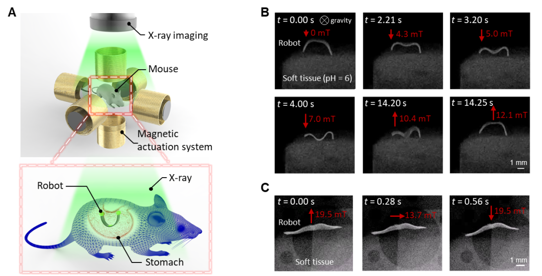 Detection of tissue properties in diseased regions of a mouse model