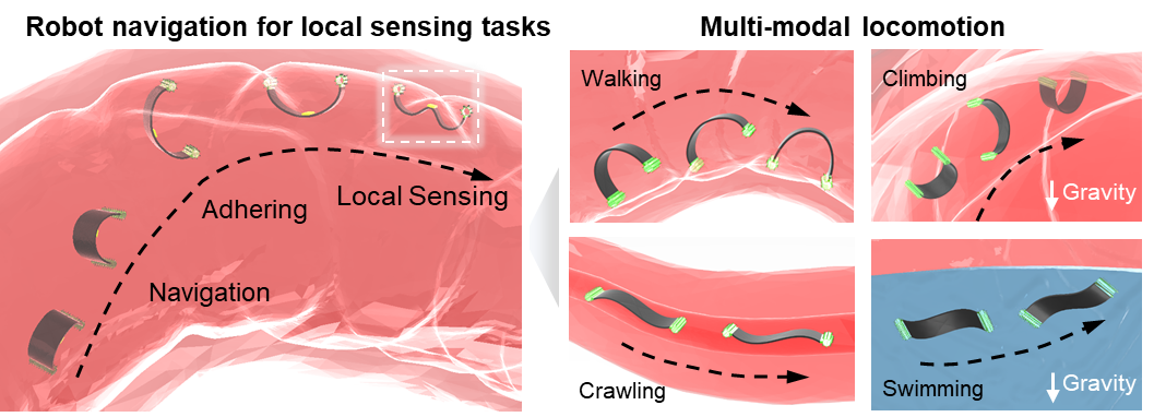 Multimodal locomotion of the soft robot
