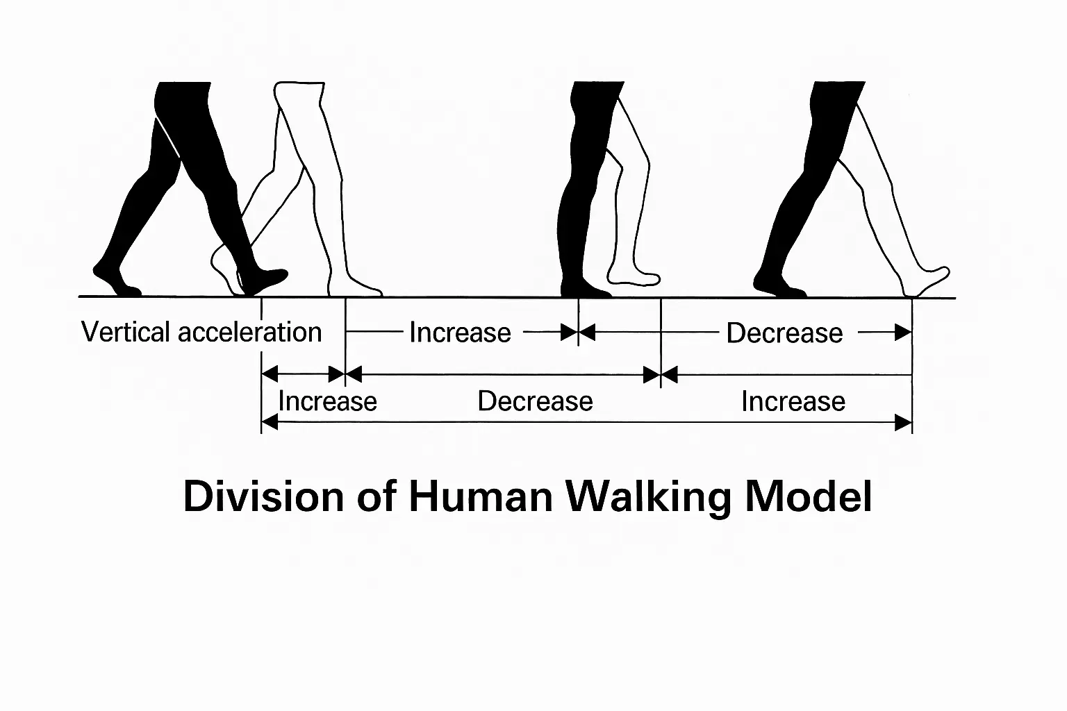 Human walking model analysis
