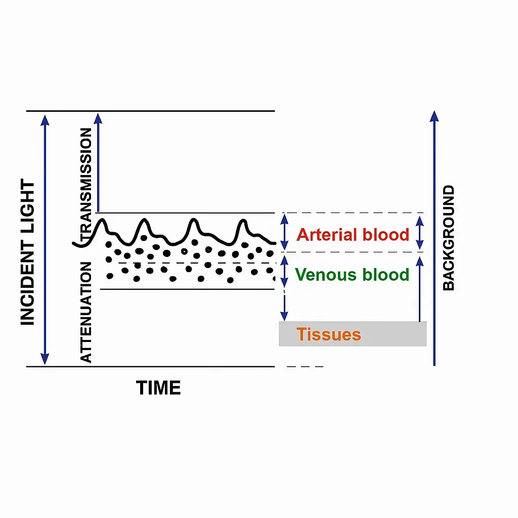 Pulsatile variation of transmitted light intensity due to heartbeat