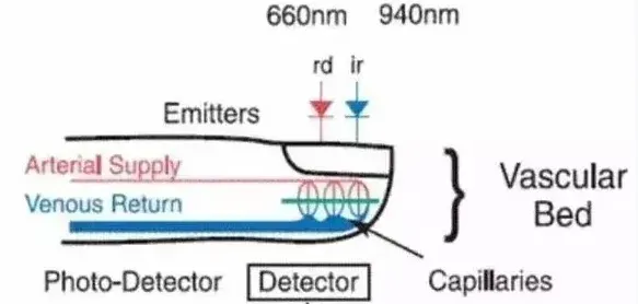 vascular bed working principle
