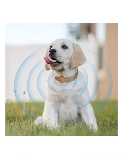 dog wearing a pet tracking choker